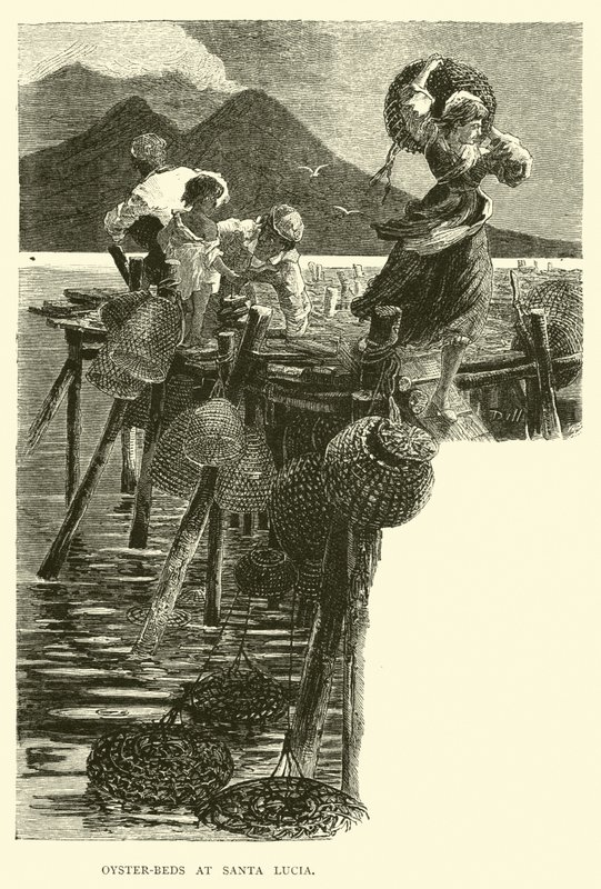 Østers-senge ved Santa Lucia af English School