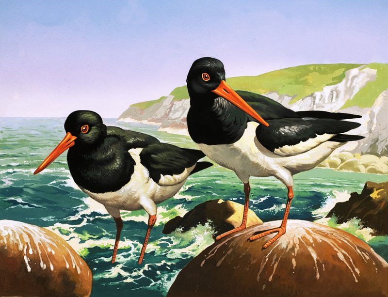 Oystercatchers, illustration fra 