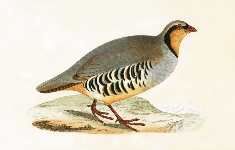P Graeca, Var, illustration fra "A History of the Birds of Europe Not Observed in the British Isles" af Charles Robert Bree (1811-86), udgivet i 1867 af English School