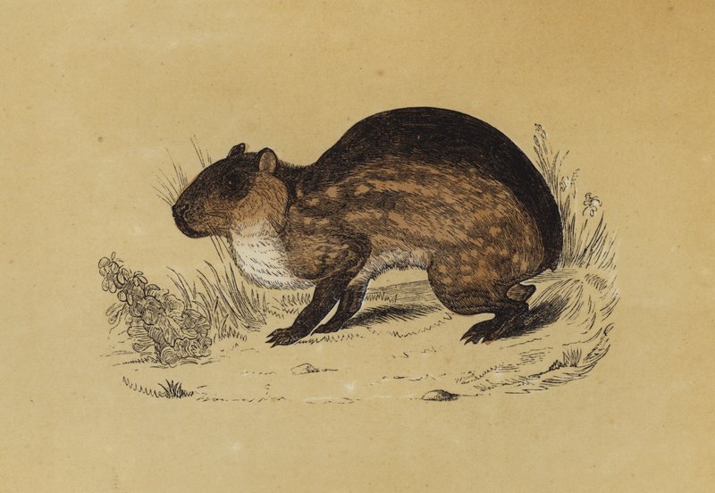 Paca (farve litho) af English School