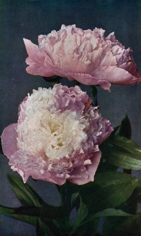 Paeony, Kelways Lady of the West (farvelitografi) af English School