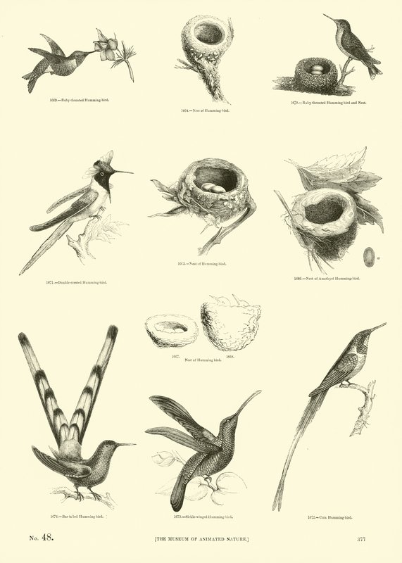 Side fra The Pictorial Museum of Animated Nature af English School