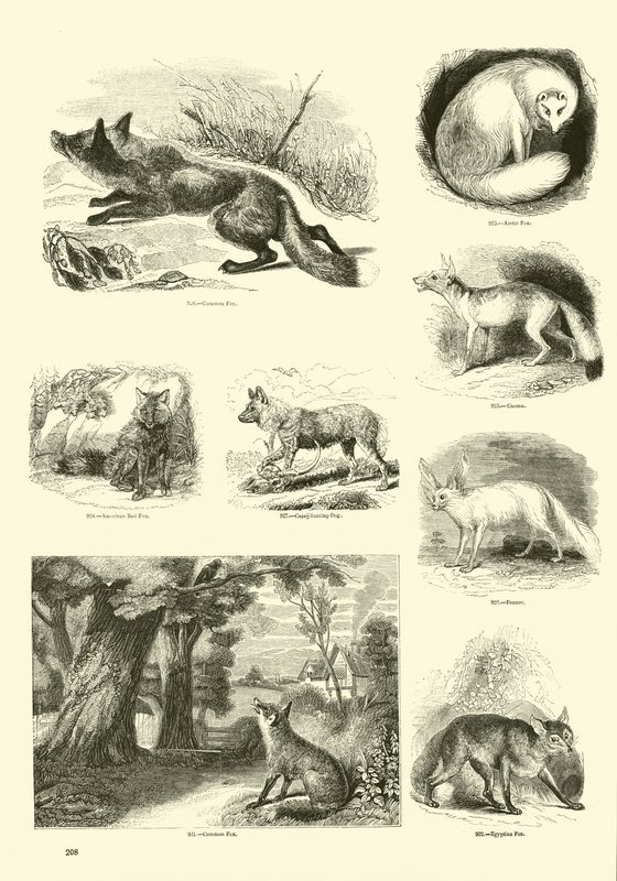Side fra The Pictorial Museum of Animated Nature af English School