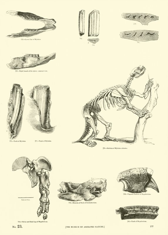 Side fra The Pictorial Museum of Animated Nature af English School