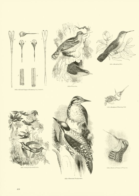 Side fra The Pictorial Museum of Animated Nature af English School