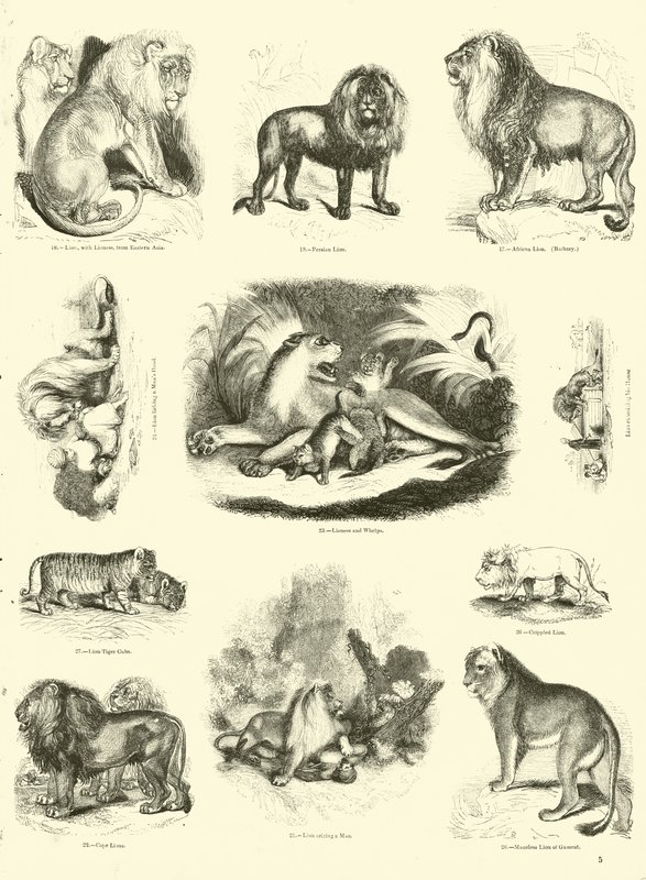 Side fra The Pictorial Museum of Animated Nature af English School
