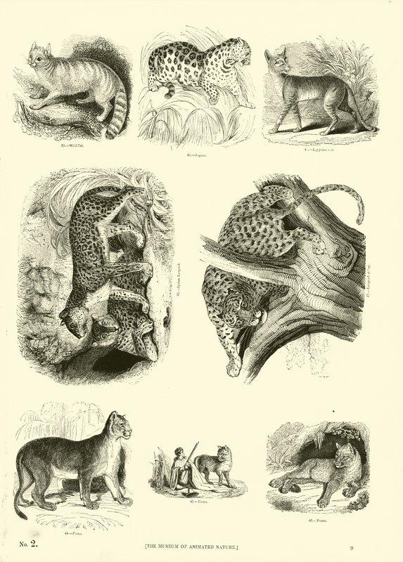 Side fra The Pictorial Museum of Animated Nature af English School