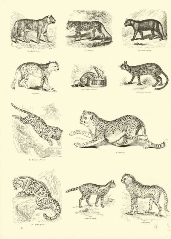 Side fra The Pictorial Museum of Animated Nature af English School
