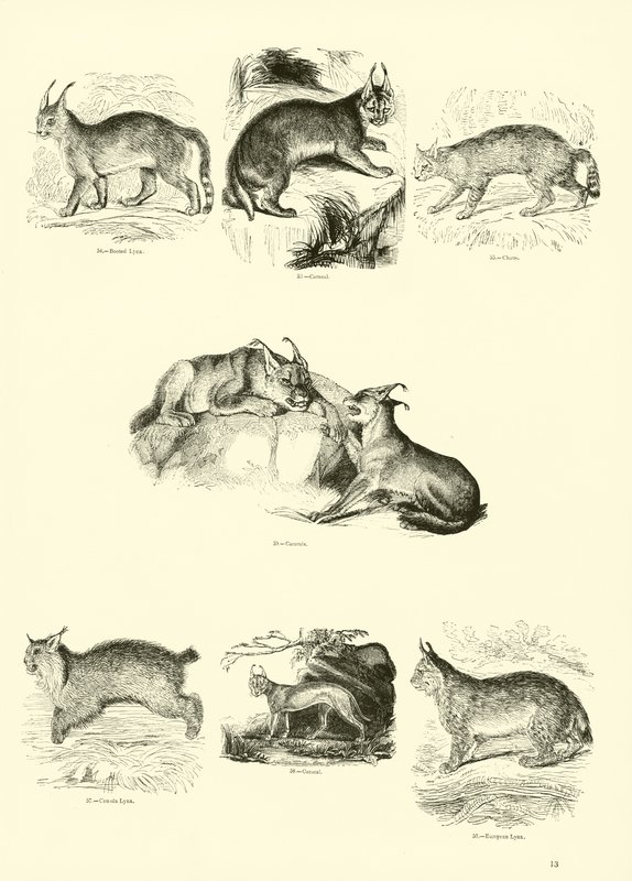 Side fra The Pictorial Museum of Animated Nature af English School