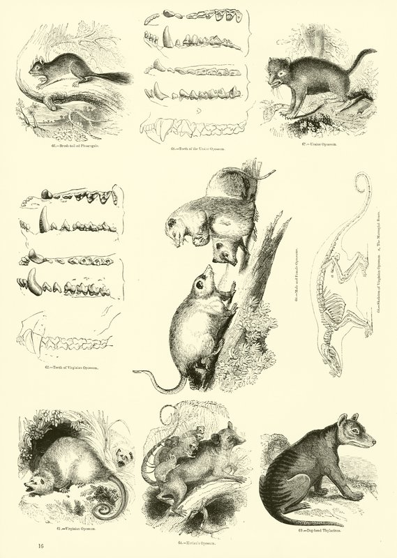 Side fra The Pictorial Museum of Animated Nature af English School