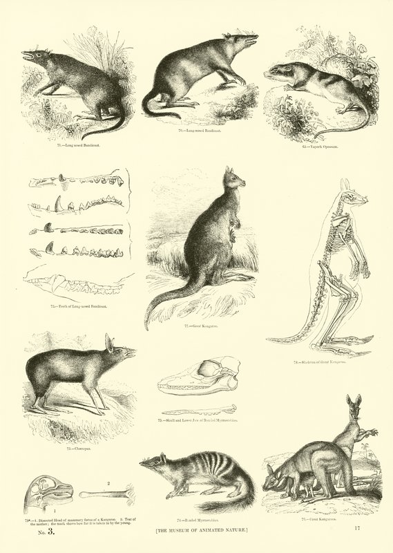 Side fra The Pictorial Museum of Animated Nature af English School