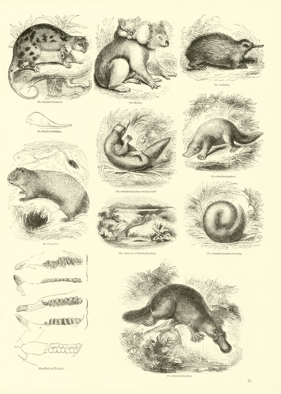 Side fra The Pictorial Museum of Animated Nature af English School