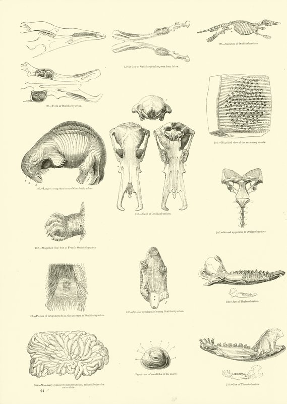 Side fra The Pictorial Museum of Animated Nature af English School