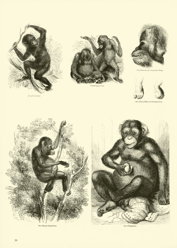 Side fra The Pictorial Museum of Animated Nature af English School