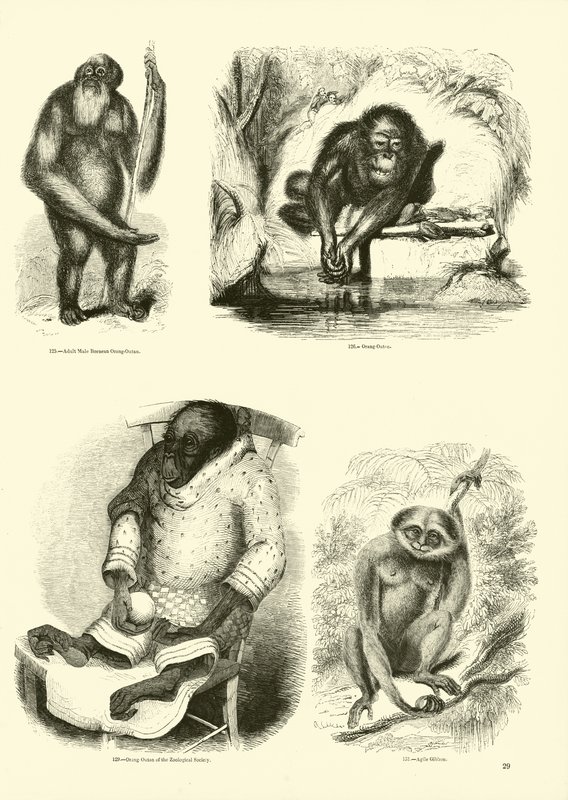 Side fra The Pictorial Museum of Animated Nature af English School