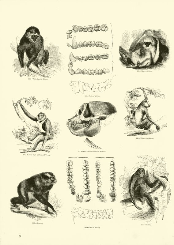 Side fra The Pictorial Museum of Animated Nature af English School