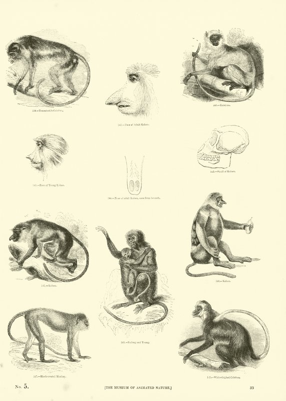 Side fra The Pictorial Museum of Animated Nature af English School