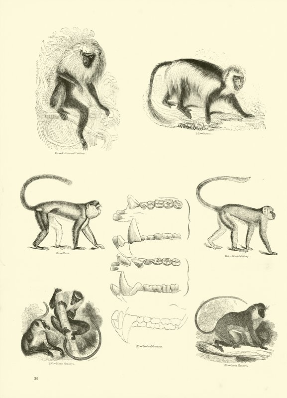 Side fra The Pictorial Museum of Animated Nature af English School