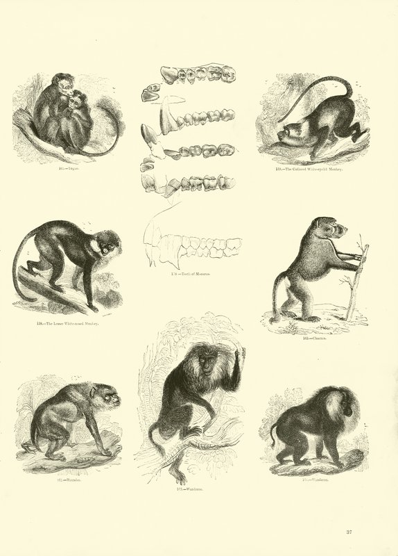 Side fra The Pictorial Museum of Animated Nature af English School