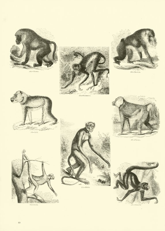 Side fra The Pictorial Museum of Animated Nature af English School
