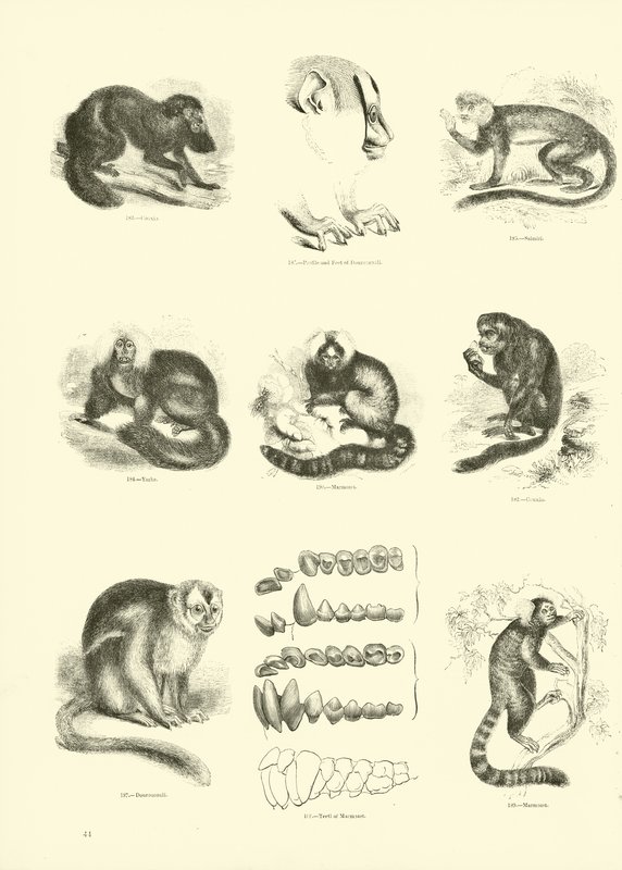 Side fra The Pictorial Museum of Animated Nature af English School