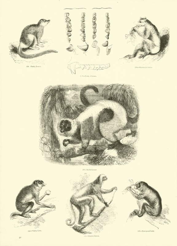 Side fra The Pictorial Museum of Animated Nature af English School
