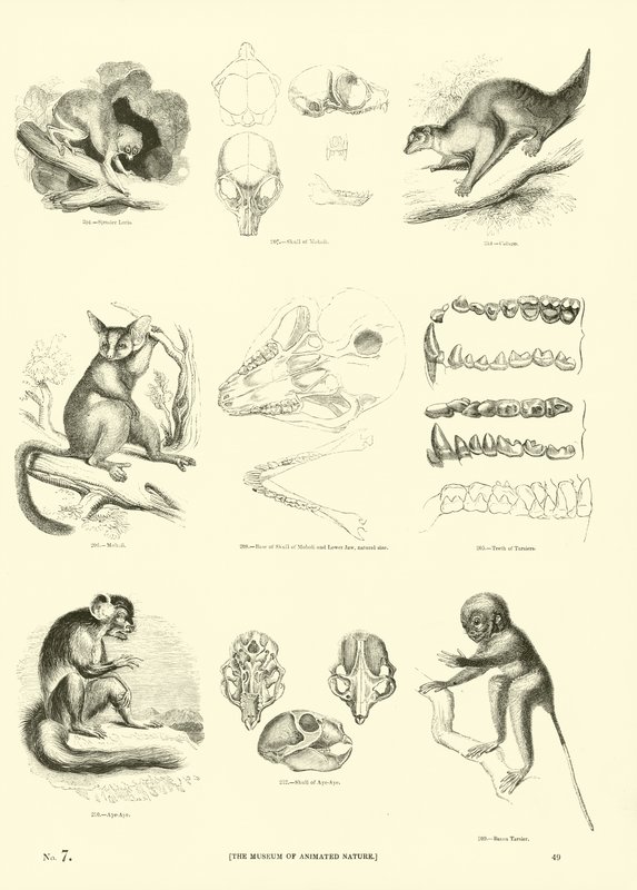 Side fra The Pictorial Museum of Animated Nature af English School
