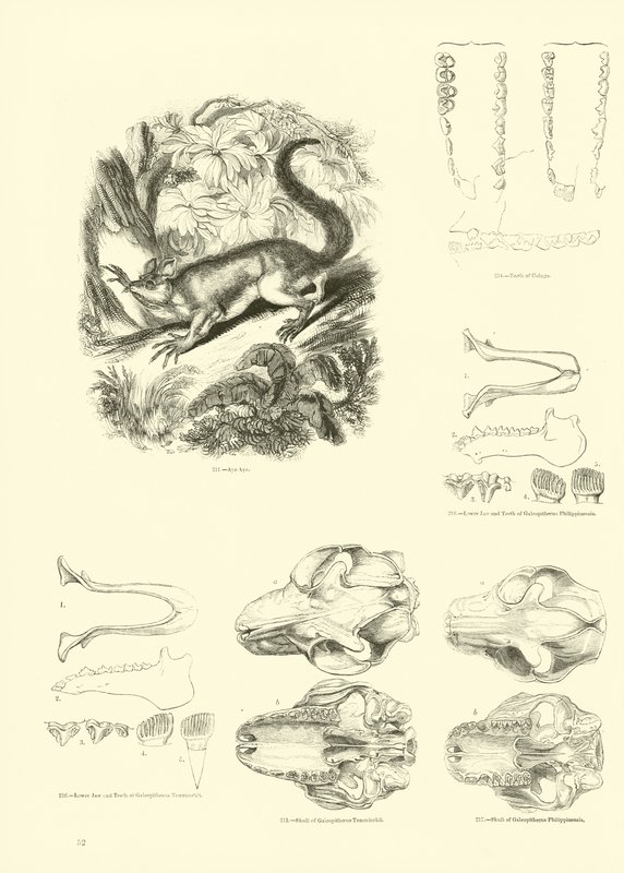 Side fra The Pictorial Museum of Animated Nature af English School