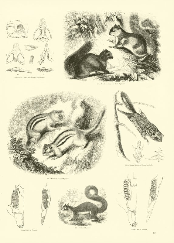 Side fra The Pictorial Museum of Animated Nature af English School