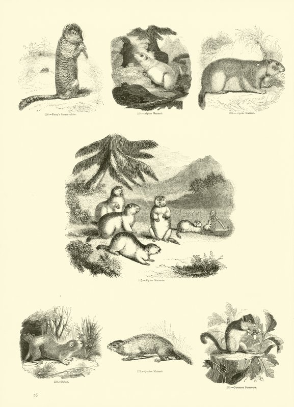 Side fra The Pictorial Museum of Animated Nature af English School