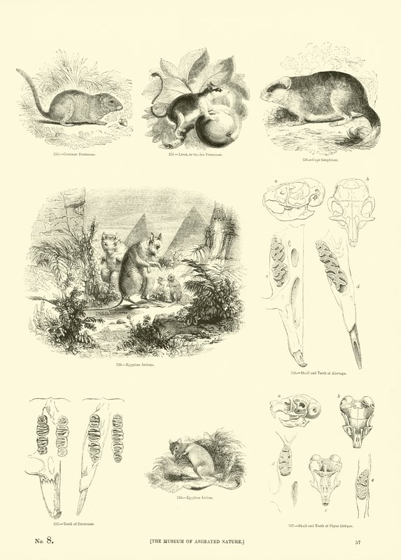 Side fra The Pictorial Museum of Animated Nature af English School