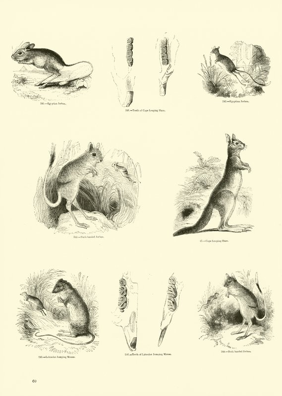 Side fra The Pictorial Museum of Animated Nature af English School