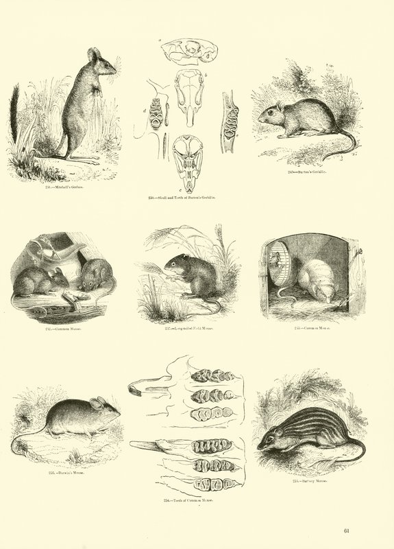 Side fra The Pictorial Museum of Animated Nature af English School