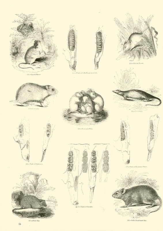 Side fra The Pictorial Museum of Animated Nature af English School