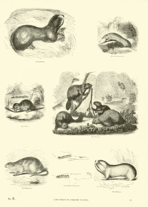 Side fra The Pictorial Museum of Animated Nature af English School
