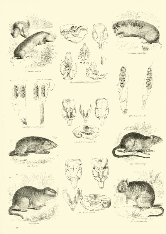 Side fra The Pictorial Museum of Animated Nature af English School