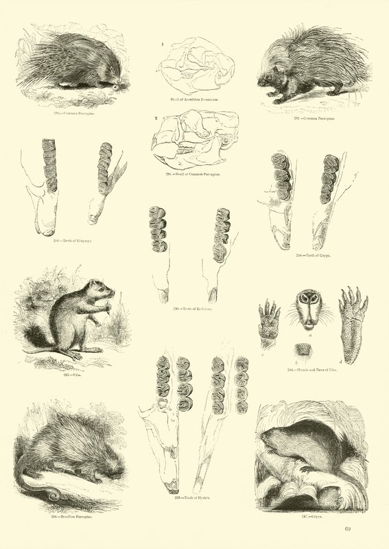 Side fra The Pictorial Museum of Animated Nature af English School