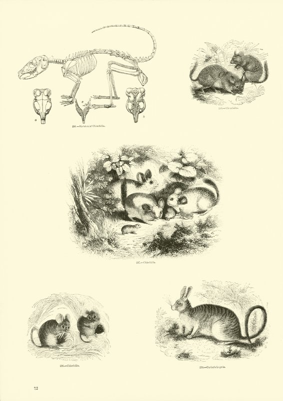 Side fra The Pictorial Museum of Animated Nature af English School
