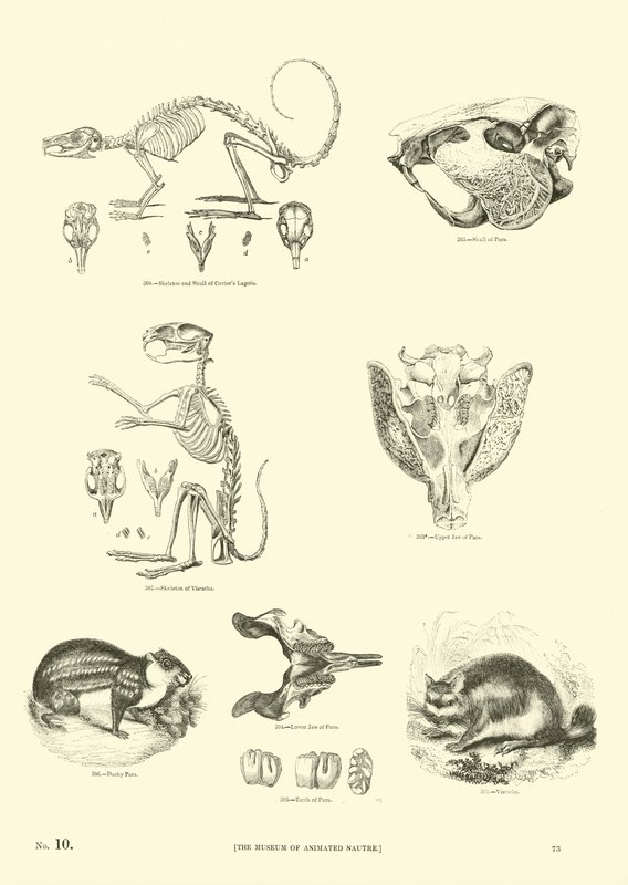 Side fra The Pictorial Museum of Animated Nature af English School