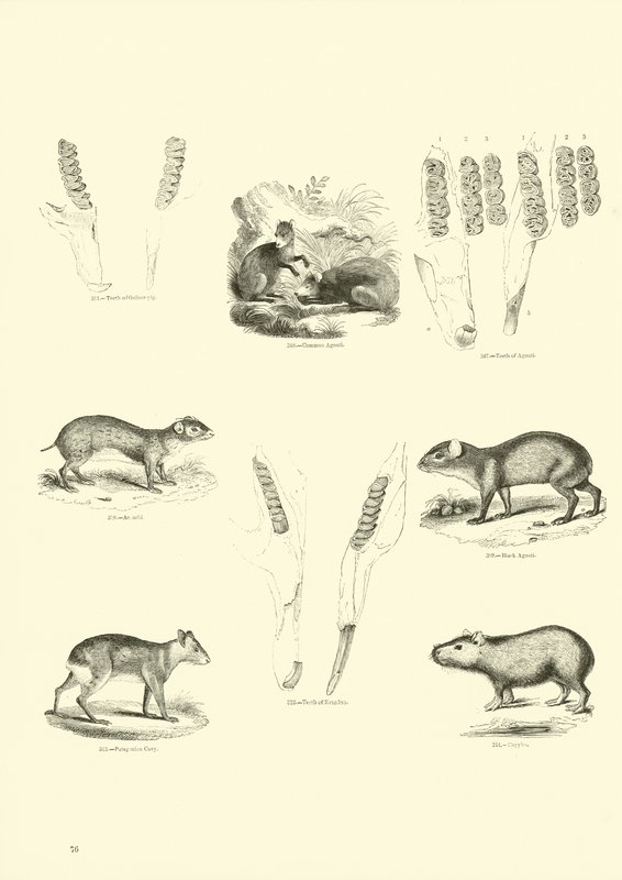 Side fra The Pictorial Museum of Animated Nature af English School