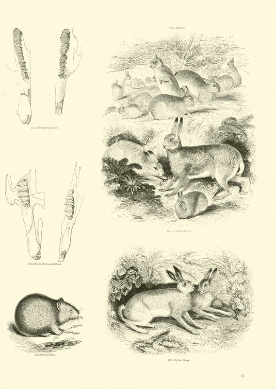 Side fra The Pictorial Museum of Animated Nature af English School