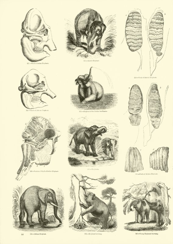 Side fra The Pictorial Museum of Animated Nature af English School