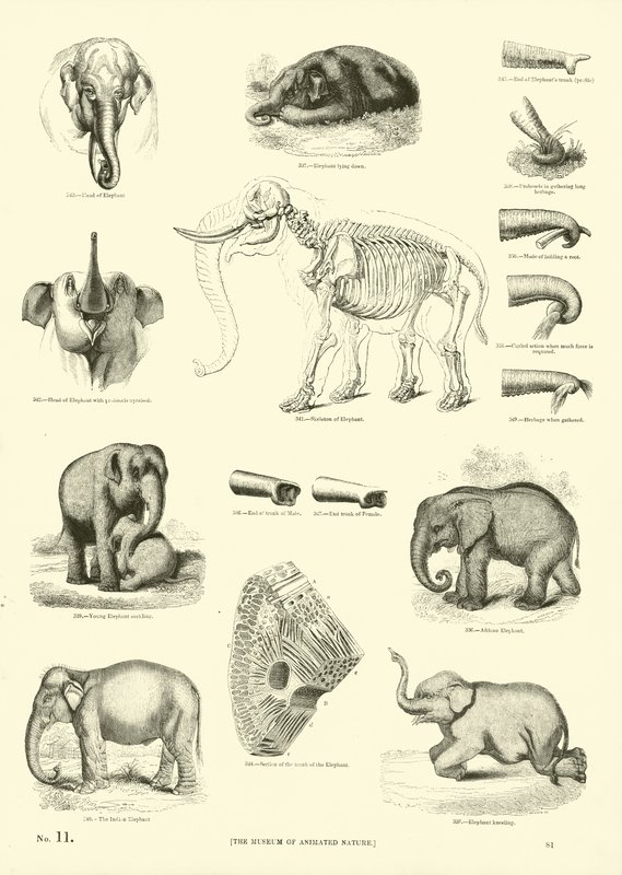 Side fra The Pictorial Museum of Animated Nature af English School