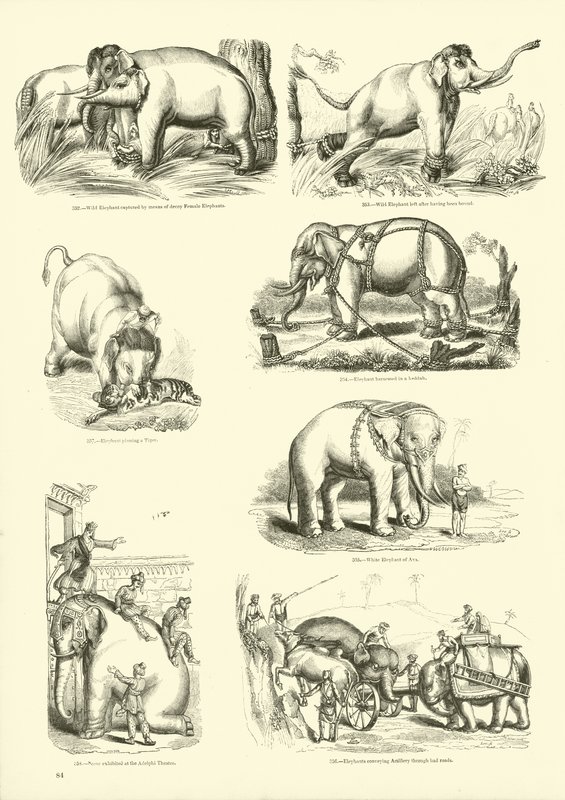 Side fra The Pictorial Museum of Animated Nature af English School