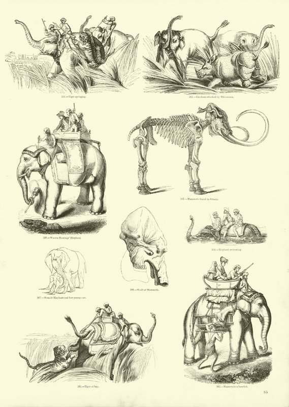 Side fra The Pictorial Museum of Animated Nature af English School