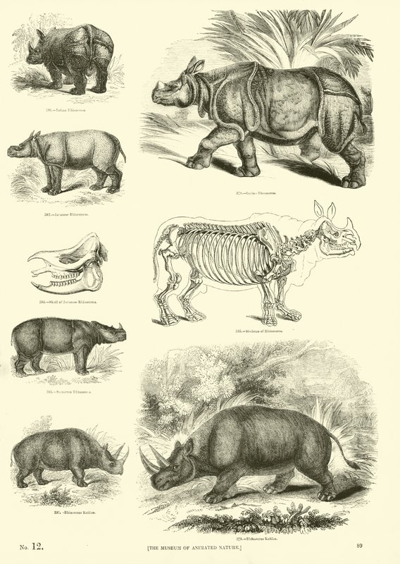 Side fra The Pictorial Museum of Animated Nature af English School