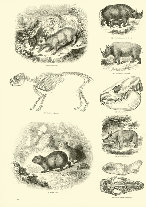 Side fra The Pictorial Museum of Animated Nature af English School