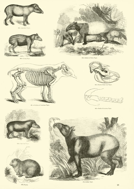 Side fra The Pictorial Museum of Animated Nature af English School