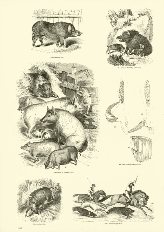 Side fra The Pictorial Museum of Animated Nature af English School