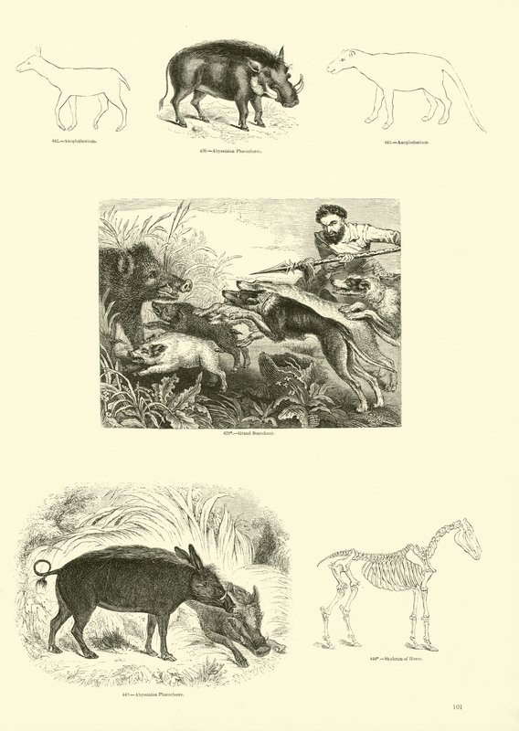 Side fra The Pictorial Museum of Animated Nature af English School